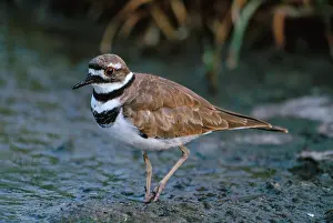 Killdeer: Killdeer