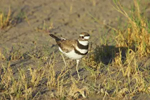 Killdeer: Killdeer on breeding grounds
