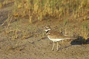 Killdeer: Killdeer on breeding grounds