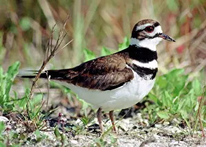 Killdeer: Killdeer (Charadrius vociferus)