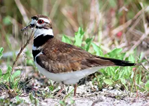 Killdeer: Killdeer (Charadrius vociferus)