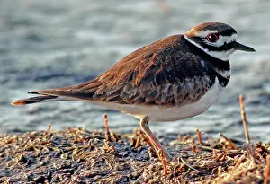 Killdeer: Killdeer (Charadrius vociferus)