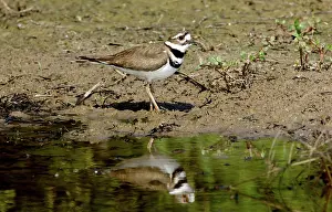 Killdeer: Killdeer (Charadrius vociferus)