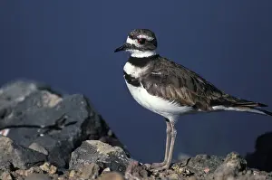 Killdeer: Killdeer (Charadrius vociferus)