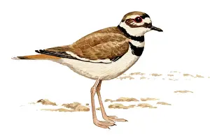 Plovers: Killdeer (Charadrius vociferus) adult male