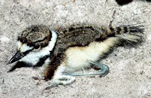 Killdeer: Killdeer (Charadrius vociferus) chick