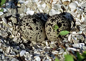 Killdeer: Killdeer (Charadrius vociferus) eggs