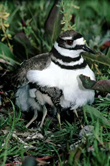 Killdeer: Killdeer - with chicks nestled in brood patches