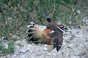 Killdeer: Killdeer Defending Nest