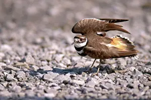 Killdeer: Killdeer Display