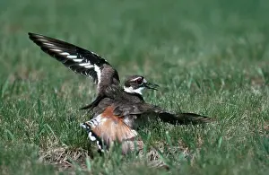 Killdeer: Killdeer Display