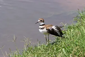 Killdeer: Killdeer Distraction Display
