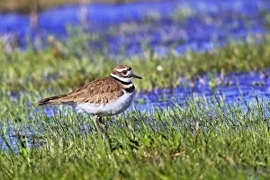 Arriving: Killdeer - Early spring upon arriving near nesting areas
