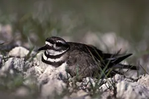 Killdeer: Killdeer female nesting
