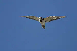 Killdeer: Killdeer - In flight
