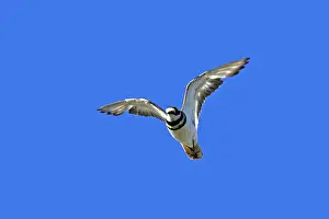 Killdeer: Killdeer - in flight