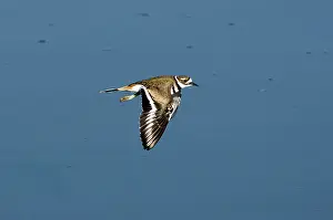 Killdeer in flight