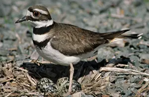 Killdeer: Killdeer guarding eggs