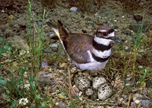 Killdeer Guarding Eggs