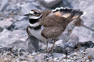 Killdeer: Killdeer Guarding Nest