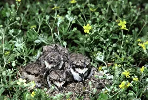 Killdeer: Killdeer Hatchlings in Nest