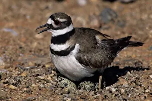 Killdeer: Killdeer - On nest with eggs