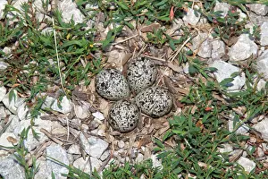 Charadrius: Killdeer nest with eggs