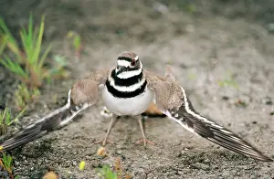 Feigning: Killdeer Plover