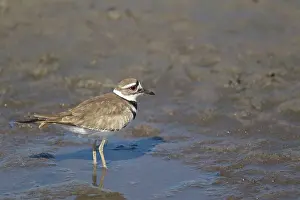 Killdeer: Killdeer Plover