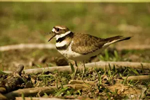 Killdeer: Killdeer Plover - Beak open