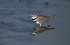 Killdeer: Killdeer plover (Charadrius vociferus)