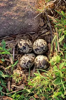 Killdeer: Killdeer Plover - nest with eggs - in farm field