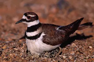 Killdeer: Killdeer Plover - sitting on eggs in nest