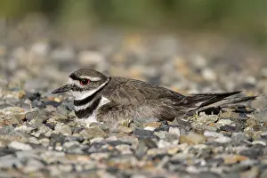 Plovers: Killdeer - sitting on nest on refuge roadside