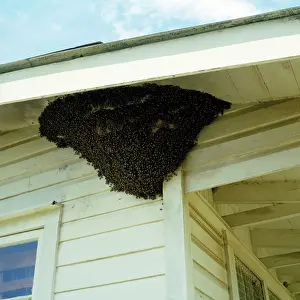 Home: KILLER / Africanized BEE - swarm on house