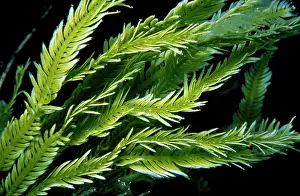 Caulerpa: Killer Algae - 'The Green DeathI Seaweed