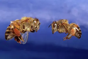 Scutellata: Killer Bee Comparison