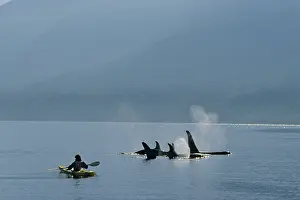 Canoes: Killer / Orca Whale - whale watching
