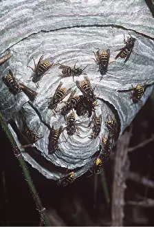 Wasps: KILLER WASPS / German wasp / Median wasp species at nest