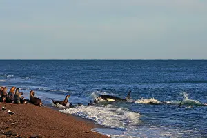 Beaching: Killer Whale - attacking sealion on beach