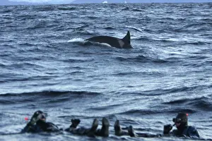 Snorkeller: Killer Whale - with divers in foreground