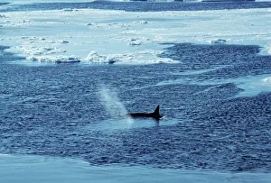 Spouting: KILLER WHALE / Orca