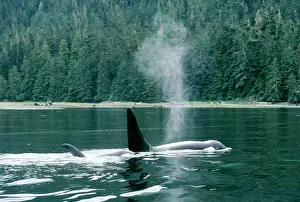 Spouting: Killer Whale / Orca