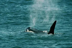 Spouting: Killer Whale / Orca