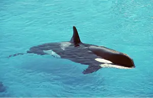 KILLER WHALE / Orca