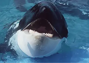 Emerging: KILLER WHALE / Orca