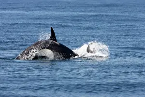 Members: Killer whale / Orca - activity during an attack