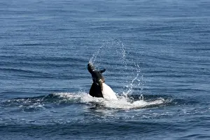 Members: Killer whale / Orca - activity during an attack