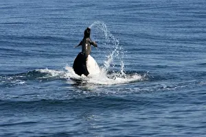 Members: Killer whale / Orca - activity during an attack