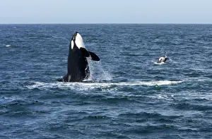 Transient: Killer whale / Orca - adult, breaching. To the